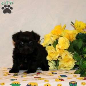 Rose, Shorkie-Poo Puppy